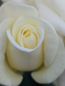 PAPERCHASE (floribunda)